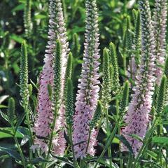 Rozrazil klasnatý 'Harmony Pink Harmony' - Veronica spicata 'Harmony Pink Harmony'