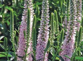 Rozrazil klasnatý 'Pink Harmony' - Veronica spicata 'Pink Harmony'