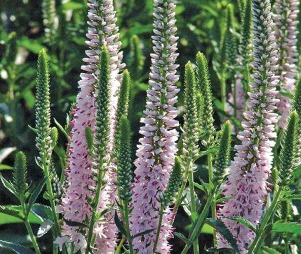Rozrazil klasnatý 'Harmony Pink Harmony' - Veronica spicata 'Harmony Pink Harmony'