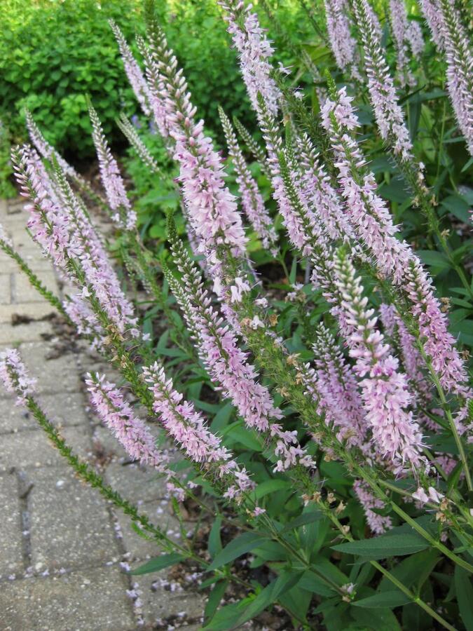 Rozrazil klasnatý 'Atomic Silvery Pink Ray' - Veronica spicata 'Atomic Silvery Pink Ray'