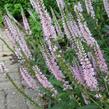 Rozrazil klasnatý 'Atomic Silvery Pink Ray' - Veronica spicata 'Atomic Silvery Pink Ray'