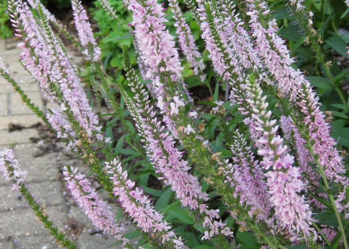 Rozrazil klasnatý 'Atomic Silvery Pink Ray' - Veronica spicata 'Atomic Silvery Pink Ray'