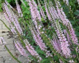 Rozrazil klasnatý 'Atomic Silvery Pink Ray'