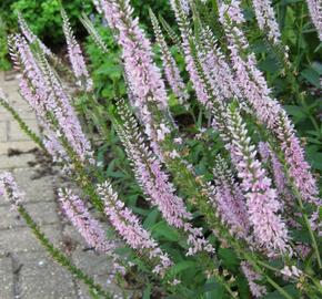 Rozrazil klasnatý 'Atomic Silvery Pink Ray' - Veronica spicata 'Atomic Silvery Pink Ray'