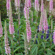 Rozrazil klasnatý 'Atomic Pink Ray' - Veronica spicata 'Atomic Pink Ray'