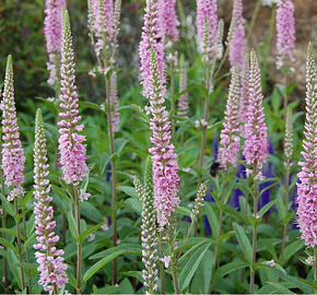 Rozrazil klasnatý 'Atomic Pink Ray' - Veronica spicata 'Atomic Pink Ray'