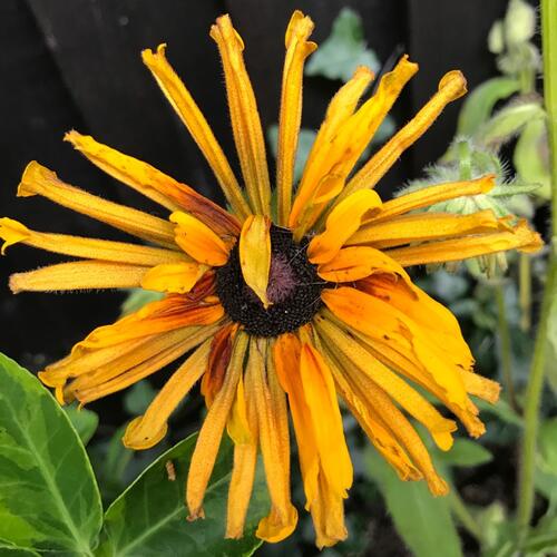 Třapatka srstnatá 'Chim Chiminee' - Rudbeckia hirta 'Chim Chiminee'