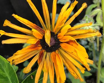 Třapatka srstnatá 'Chim Chiminee'