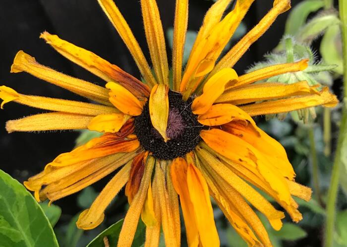Třapatka srstnatá 'Chim Chiminee' - Rudbeckia hirta 'Chim Chiminee'