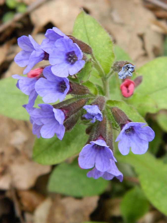 Plicník skvrnitý 'Lewis Palmer' - Pulmonaria saccharata 'Lewis Palmer'