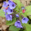 Plicník skvrnitý 'Lewis Palmer' - Pulmonaria saccharata 'Lewis Palmer'