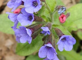 Plicník skvrnitý 'Lewis Palmer' - Pulmonaria saccharata 'Lewis Palmer'
