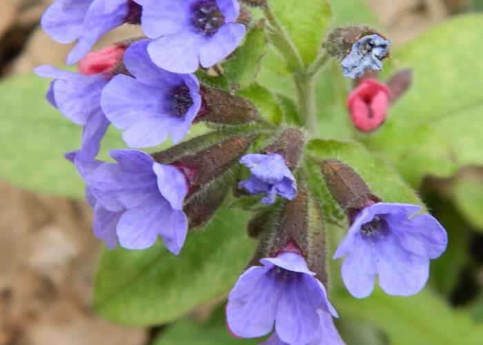 Plicník skvrnitý 'Lewis Palmer' - Pulmonaria saccharata 'Lewis Palmer'