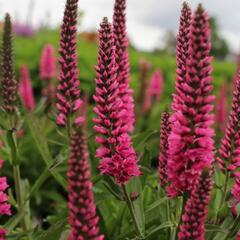 Rozrazil klasnatý 'Atomic Red' - Veronica spicata 'Atomic Red'