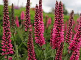 Rozrazil klasnatý 'Atomic Red' - Veronica spicata 'Atomic Red'