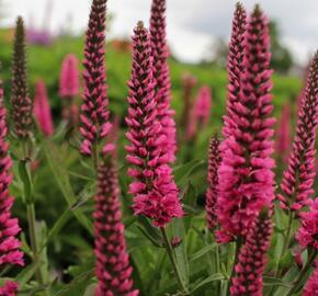 Rozrazil klasnatý 'Atomic Red' - Veronica spicata 'Atomic Red'