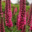 Rozrazil klasnatý 'Atomic Red' - Veronica spicata 'Atomic Red'