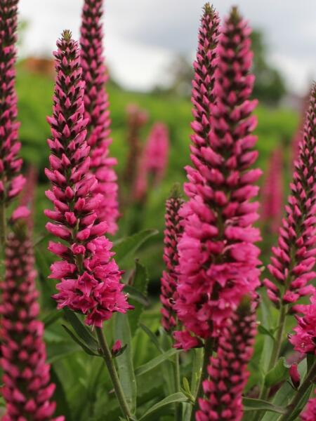 Rozrazil klasnatý 'Atomic Red' - Veronica spicata 'Atomic Red'