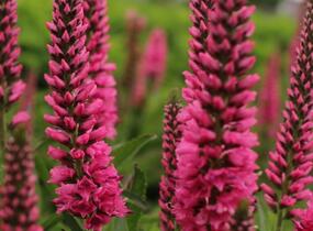 Rozrazil klasnatý 'Atomic Red' - Veronica spicata 'Atomic Red'