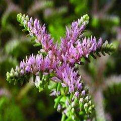 Rozchodník - Sedum pulchellum