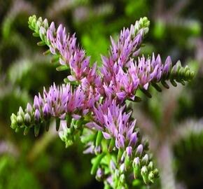 Rozchodník - Sedum pulchellum