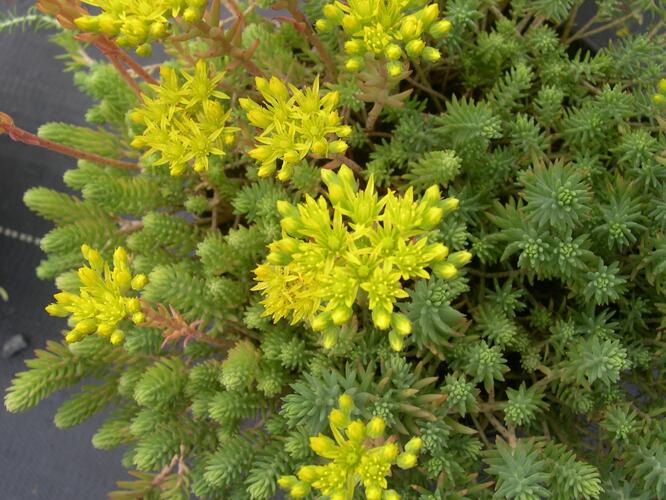 Rozchodník bledožlutý - Sedum ochroleucum