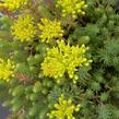 Rozchodník bledožlutý - Sedum ochroleucum