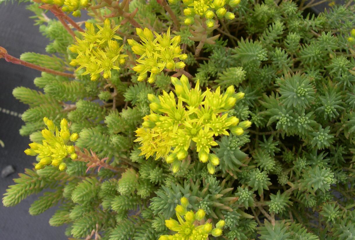 Rozchodník bledožlutý - Sedum ochroleucum