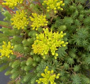 Rozchodník bledožlutý - Sedum ochroleucum