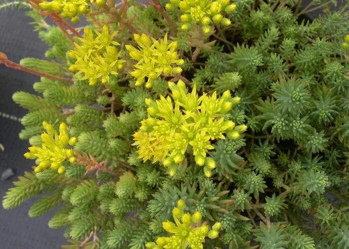 Rozchodník bledožlutý - Sedum ochroleucum