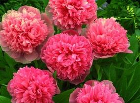 Pivoňka lékařská 'Rosea Plena' - Paeonia officinalis 'Rosea Plena'