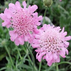 Hlaváč fialový 'Pincushion Pink' - Scabiosa columbaria f. nana 'Pincushion Pink'