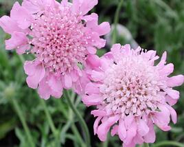 Hlaváč fialový 'Pincushion Pink'