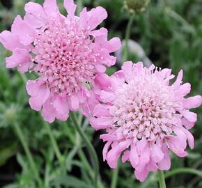 Hlaváč fialový 'Pincushion Pink' - Scabiosa columbaria f. nana 'Pincushion Pink'