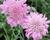 Hlaváč fialový 'Pincushion Pink'