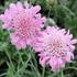 hlavac-pincushion-pink.jpg