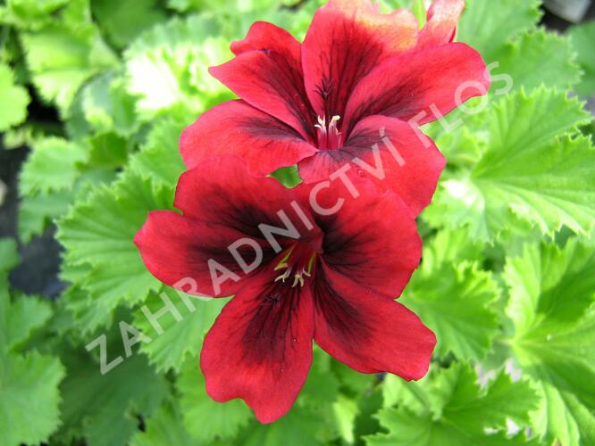 Muškát, pelargonie velkokvětá 'Aristo Velvet Red' - Pelargonium grandiflorum 'Aristo Velvet Red'