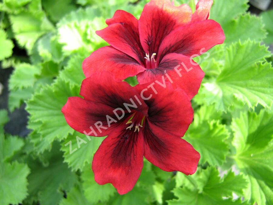 Muškát, pelargonie velkokvětá 'Aristo Velvet Red' - Pelargonium grandiflorum 'Aristo Velvet Red'