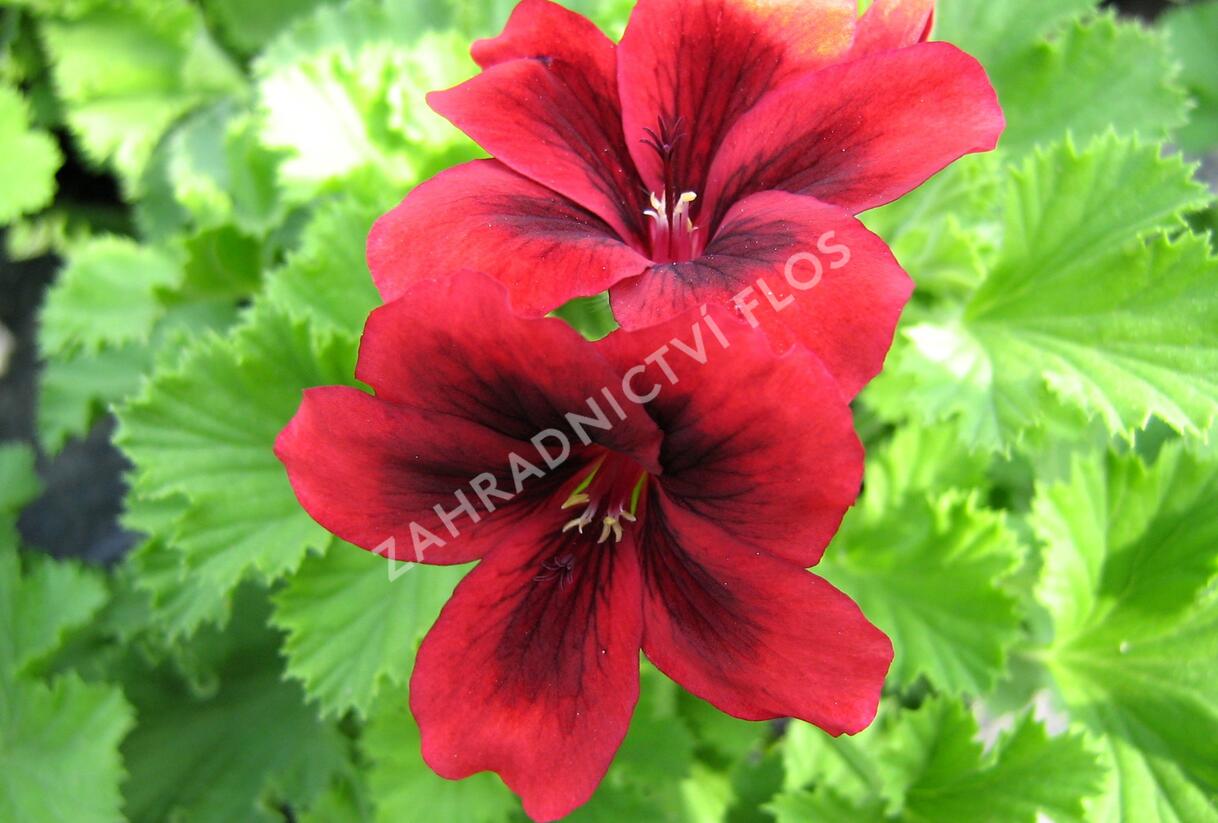 Muškát, pelargonie velkokvětá 'Aristo Velvet Red' - Pelargonium grandiflorum 'Aristo Velvet Red'