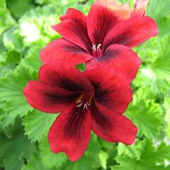 Muškát, pelargonie velkokvětá 'Aristo Velvet Red' - Pelargonium grandiflorum 'Aristo Velvet Red'