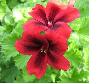 Muškát, pelargonie velkokvětá 'Aristo Velvet Red' - Pelargonium grandiflorum 'Aristo Velvet Red'