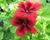Muškát, pelargonie velkokvětá 'Aristo Velvet Red'