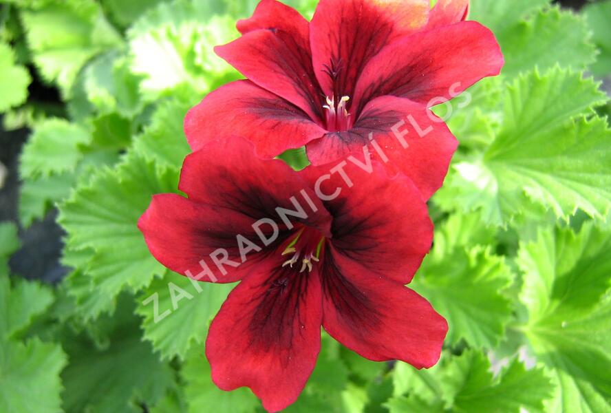 Muškát, pelargonie velkokvětá 'Aristo Velvet Red' - Pelargonium grandiflorum 'Aristo Velvet Red'