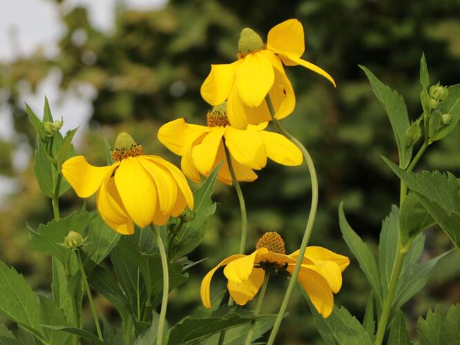 Třapatka lesklá 'Herbstsonne' - Rudbeckia nitida 'Herbstsonne'