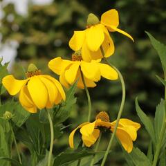 Třapatka lesklá 'Herbstsonne' - Rudbeckia nitida 'Herbstsonne'