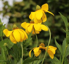 Třapatka lesklá 'Herbstsonne' - Rudbeckia nitida 'Herbstsonne'