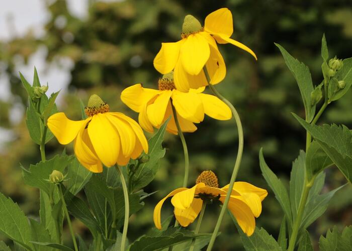 Třapatka lesklá 'Herbstsonne' - Rudbeckia nitida 'Herbstsonne'