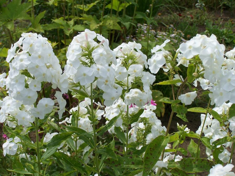 Plamenka latnatá 'Peacock White' - Phlox paniculata 'Peacock White'