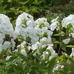 Plamenka latnatá 'Peacock White' - Phlox paniculata 'Peacock White'