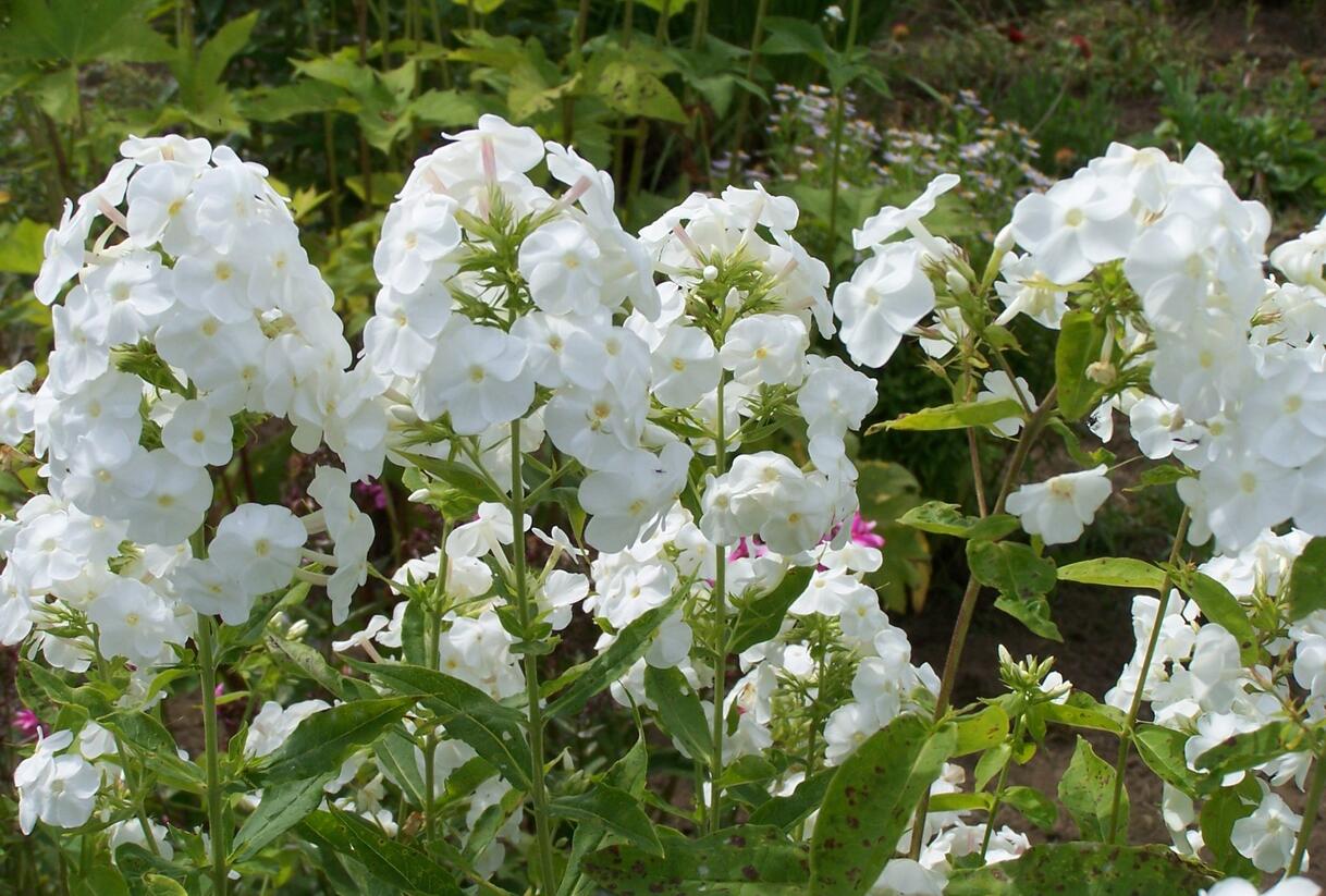 Plamenka latnatá 'Peacock White' - Phlox paniculata 'Peacock White'